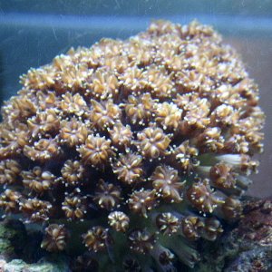 this here is our galexy LPS coral. its doing okay.