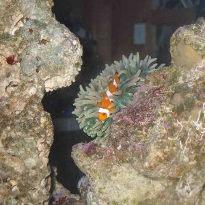 Day picture of our Percula Clown with our new Anenome...  Not sure what type of Anenome this is.