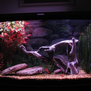 view from of the front of my tank