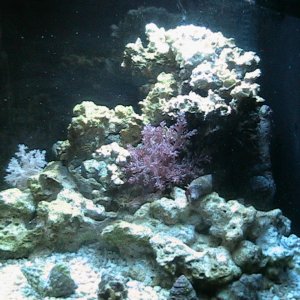 This is a view from the right side of my tank.