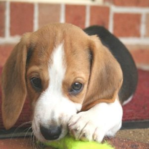 cody the beagle med