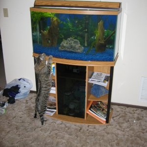 This is my aquarium, along with a very curious cat.