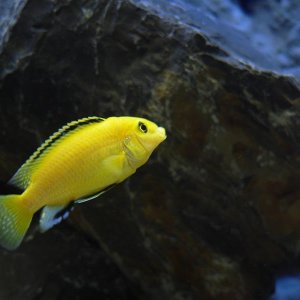 From: 	tetrin

Common name - Yellow lab
Sci name - Labidochromis Caeruleus
Tank - 75 g

Camera - Panasonic lumix DMC FZ15
SS - 1/30
ISO - 64
Aperture 