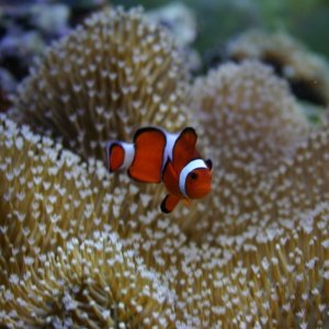 Clown fish hosting in a toadstool