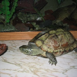 My 16 year old semi-aquatic turtle. What the heck is she? She spends all day in the water and allnight out and eats everything you put in front of her