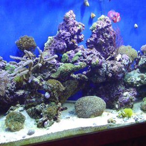 My reef in august 2005.