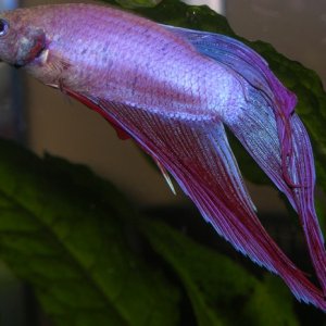 One more pic of my new male betta. He lives in a 5 gallon planted tank on my desk at work.