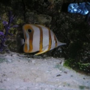 This is my girlfriends Cooper Butterfly Fish, joined the others on 5/15/05