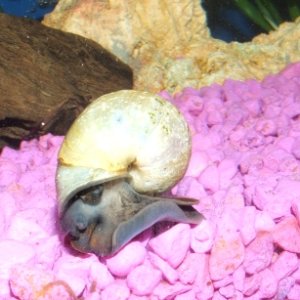 This is one of my snails.  Goes by the name of Gary.  Well, thanks to Spongebob, all snails are named Gary!  LOL