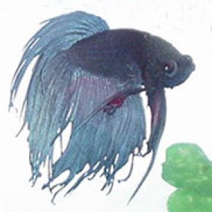 This is my second betta -- a crowntail betta. He was a character and he is missed.

RIP 9-16-03