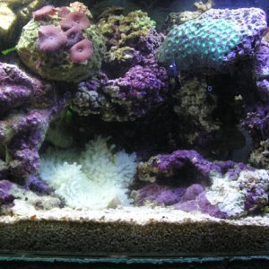 10 lbs. LR
15 lbs. LS
1 Sebae Anemone
1 Green Brain Coral
Several Purple Mushrooms
1 Cleaner SHrimp
1 Sebae Clownfish
1 Yellow-Tailed Damsel
1 Domino 