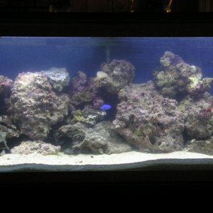 55G Reef Tank 
 
80 lbs. LR 
40 lbs. LS 
1 Pink Tree Coral 
1 Copperband Butterfly 
1 Yellow Tang 
1 Mandarin Goby 
3 Peppermint Shrimp 
20 Red-Legged