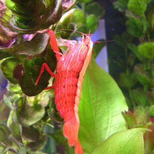 Shrimpey hangin on alagae infested plastic plant before I yanked it out soon to be replaced with more real plants.