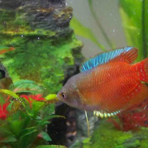 This is my biggest fire red dwarf gourami.