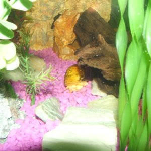 Gary is one of two Golden Apple Snails living the good life.