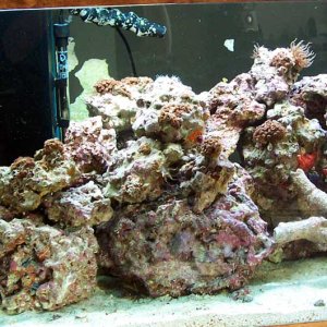 This is 120lbs of liverocks.com rock, every kind they have, base, gulf, keys and coral.