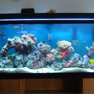 Here is a updated photo of my tank. I have rearanged the rock a little.