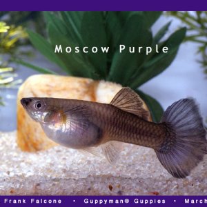 Moscow Purple Female Guppy