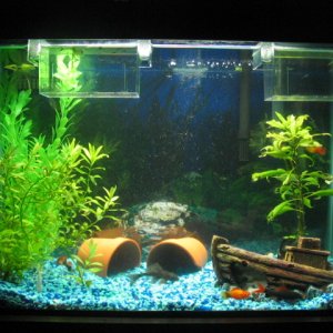 this the new and improve funtastical tank that i think i am done with now. lol done ya right. my planton the right has been eaten by my fish since the