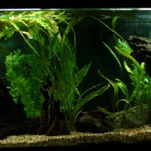 This is a 100 gallon tank dedicated primarily to various species of Polypterus but also housing a couple of species of Ctenopoma and Synodontis.