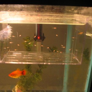 mickey mouse platy babies and mommy