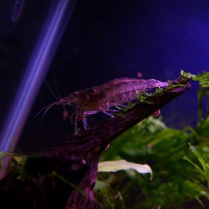 My Ammano shrimp looking for food