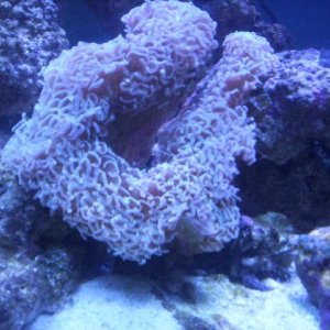 This is my hammer coral i purchased on 5/9/05