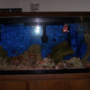tank picture