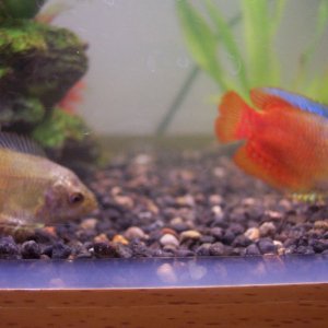 This is my pair of gouramis. Boths old to me as males. Could the pale one be a female? Can anyone confirm this?