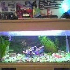 This is my tank. 30gallon freshwater. 9 neons, 1 betta, 1 angel, 1 cory. Under gravel filter...