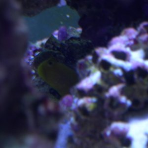 Yellow Headed Goby