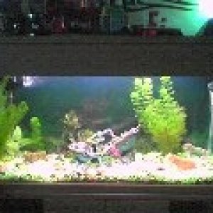 my fish tank3