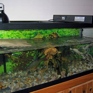 Long view of 75g aquarium with shelf added for turtles