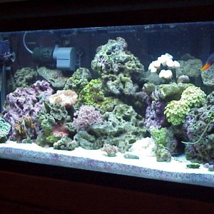 This my Saltwater tank after 2 months.