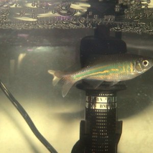 Have 4 of these in my community tank and they are very active !!!