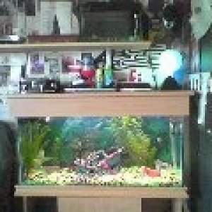 my fish tank4