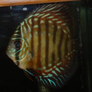 4" brown discus(?) about 6 months old.