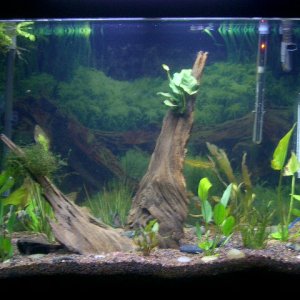 this is my tank as of 7-1-05 with my angel in it