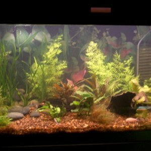this is what the tank looks like after 2months of being up