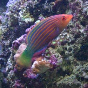 multi coloured, 6 striped wrasse, round eyes with square centres