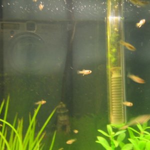 guppy puppies and sword fry