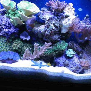 Assorted corals, yellow watchman goby