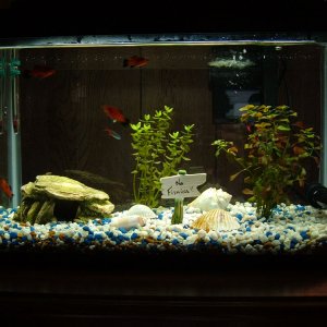 My current tank configuration 5-22-05