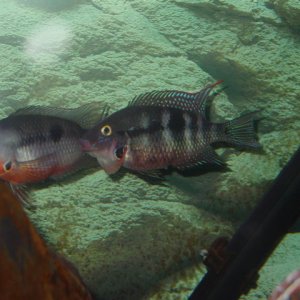 male firemouth picking on female