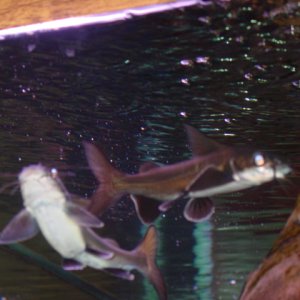2 black fin sharks swimming in bubbles