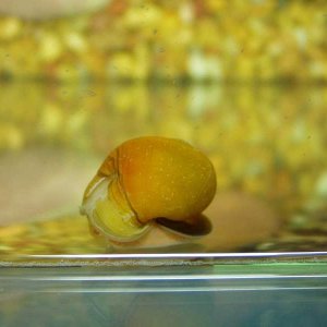 Gold Mystery Snail (Delores)