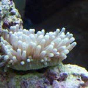 plate coral, long tentacle