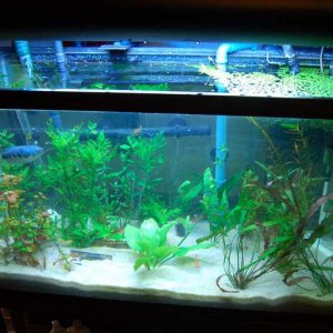 This is the frontal/top view of my 29 planted tank
