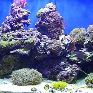 My 125 gallon reef in August 2005