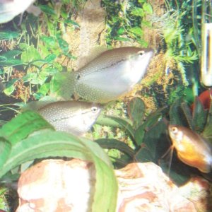 The gouramis just chilling together.